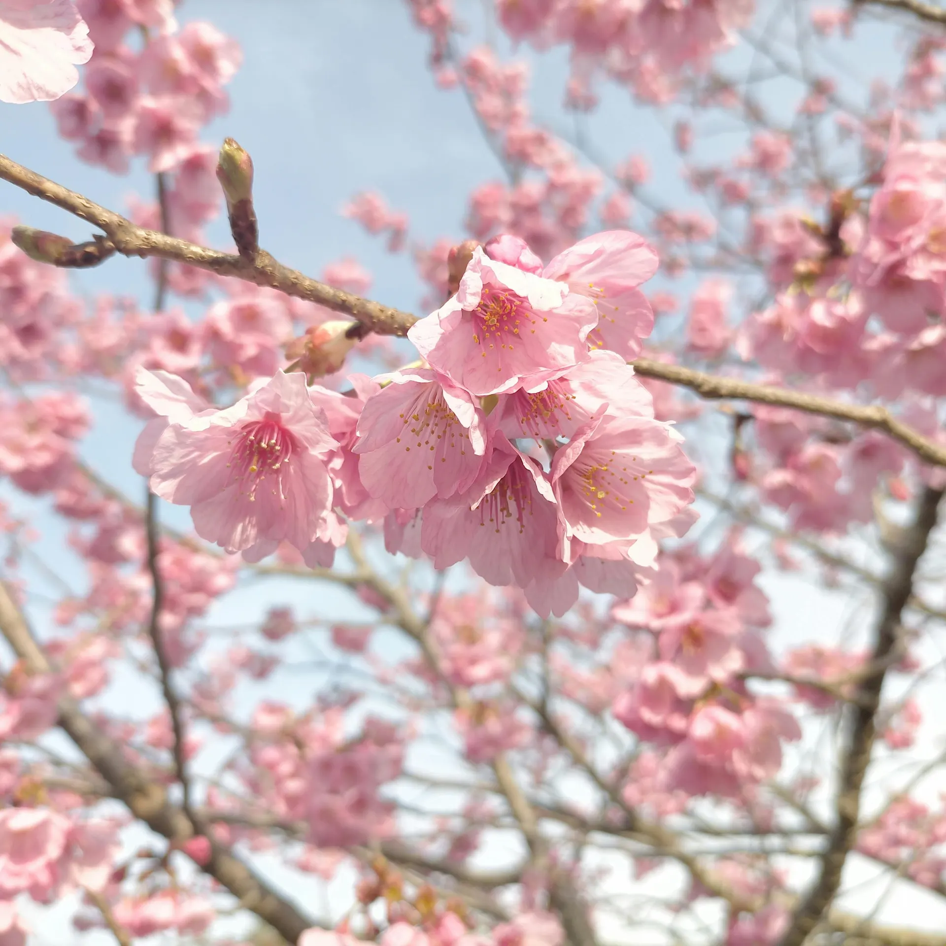 Voie ferrée bordée de fleurs de printemps avec lumière douce