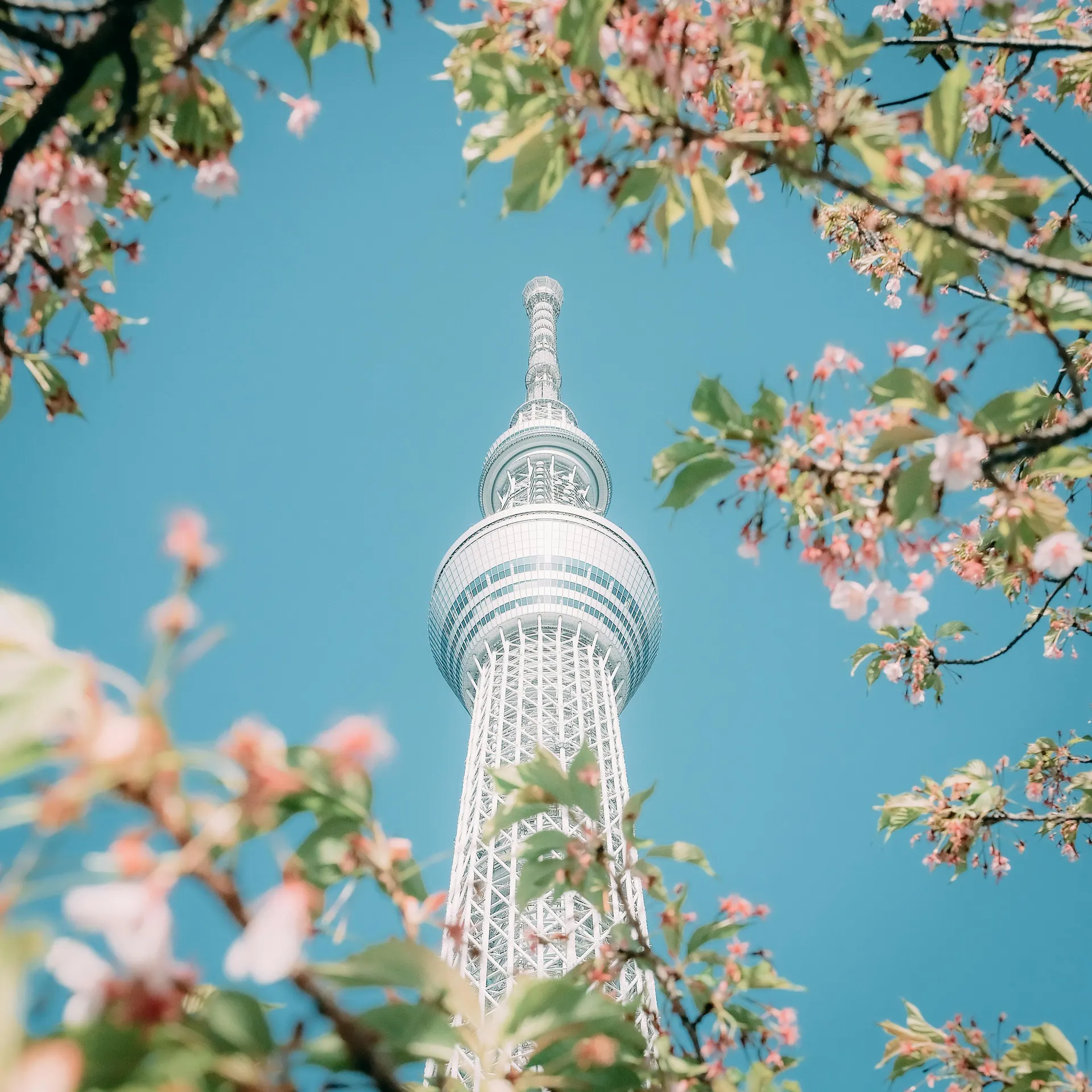 Train japonais au printemps avec fleurs de cerisier et voyageurs élégants