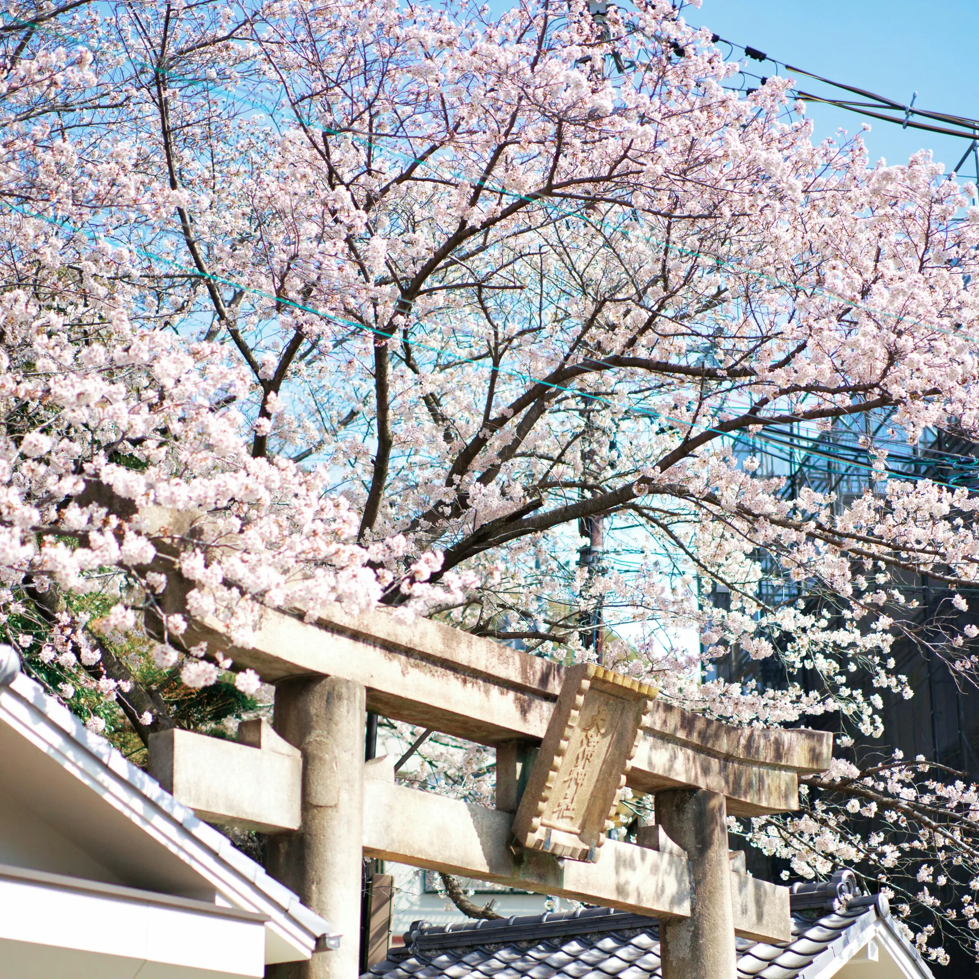 Train au Japon entouré de cerisiers en fleurs et ambiance saisonnière